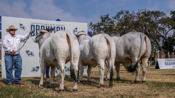 Brahman ofrece entre viernes y sábado una Selección Mundial de reproductores