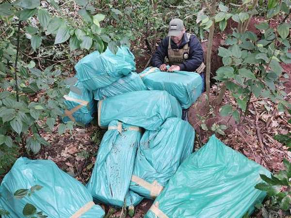 SENAD incauta 337 kilos de marihuana en una propiedad en Yby Ja'u