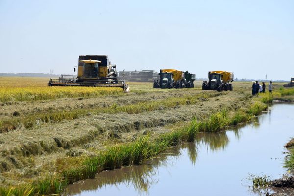 Retornan precios alentadores para arroceros