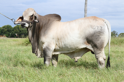 Ganadera Puerto Max se alista para su “Feria de Toros Reproductores Brahman y Brangus”