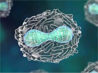 Describen cómo un tipo de virus evade la activación de la respuesta inmune