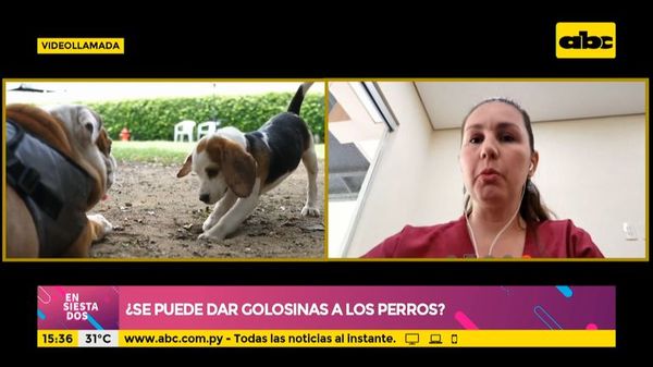 ¿Podemos dar golosinas a los perros? - Ensiestados - ABC Color