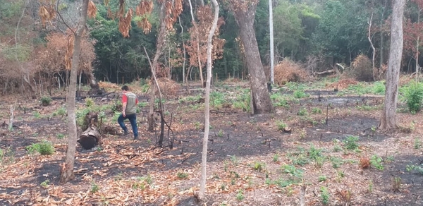 Intervienen propiedad por talar de árboles nativos » Ñanduti