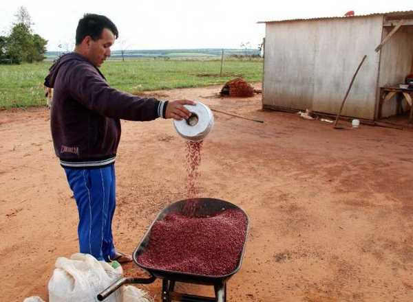 Familias que fueron trasladadas de Guahory logran primeras cosechas – Prensa 5