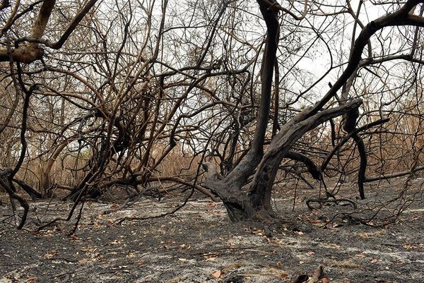 Afirman que situación del pantanal es preocupante por la combinación de incendios y sequía - Nacionales - ABC Color