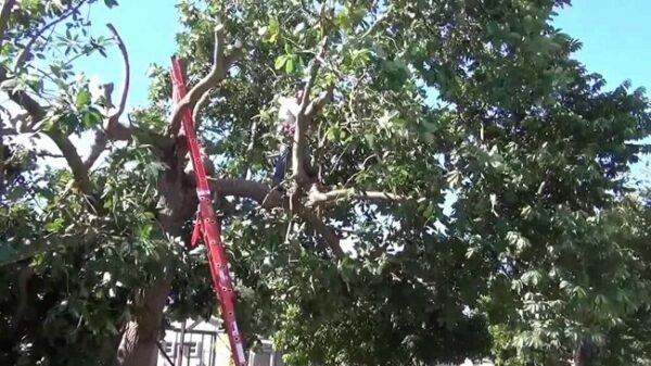 Hombre muere tras caer de un árbol que estaba podando