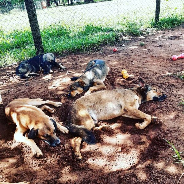 Buscan con urgencia nuevo hogar para perros con enfermedades crónicas - Nacionales - ABC Color
