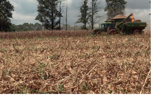 Pronostican una “niña débil” que aun así podría tener fuerte impacto en el campo - Nacionales - ABC Color