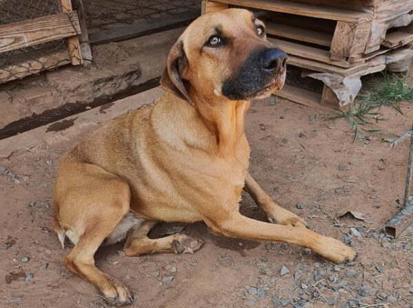 Buscan nuevo hogar para canes con enfermedades crónicas