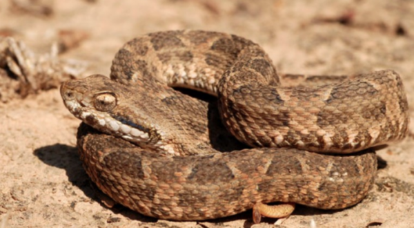 HOY / El 2020 registra 96 víctimas de picaduras de serpientes en el país