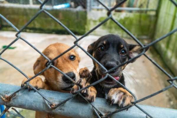 Refugio de perros lanza campaña de adopciones temporales durante la pandemia