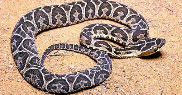 La Nación / Mordeduras de serpiente: reportaron 96 casos este año