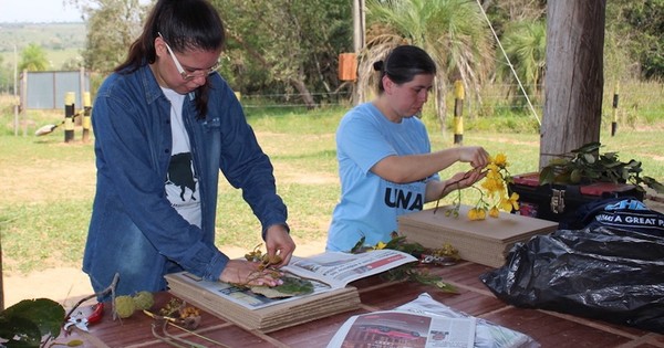La Nación / Identifican especies de katuava con propiedades medicinales