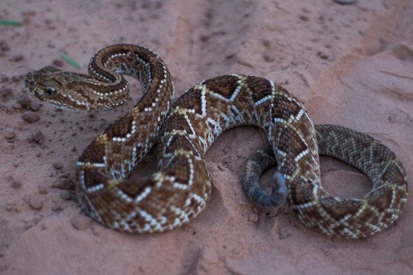 ¿Qué hacer ante la mordedura de una serpiente? | Noticias Paraguay
