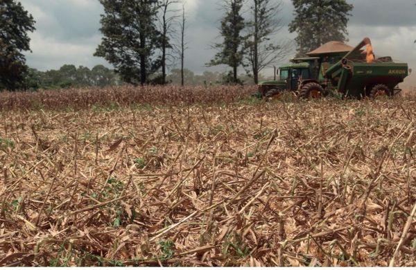 Sequía azota cultivos: la culpa tiene La Niña, que imperará hasta final de febrero - ADN Paraguayo