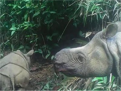 Dos cachorros de rinoceronte de Java, especie en extinción, avistados en parque indonesio