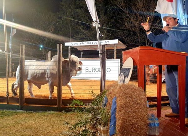 Una selección mundial de genética Brahman se lució en la pista y la pantalla