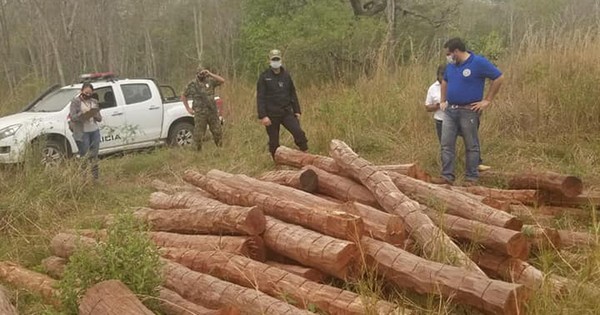 La Nación / Fiscalía constata tala ilegal de árboles en Concepción