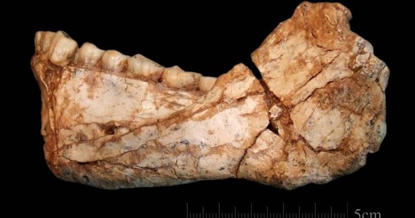 La Nación / El homo sapiens envejece 100.000 años