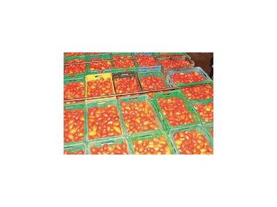 Los precios del tomate local tienden a normalizarse por la buena producción