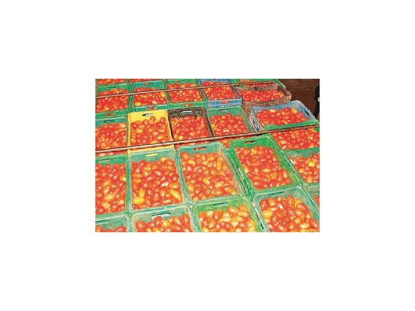 Los precios del tomate local tienden a normalizarse por la buena producción