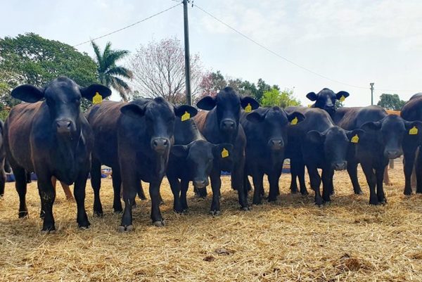 La Rinconada ofrece hoy lunes genética Brangus “criada a pasto” y “muy confiable”