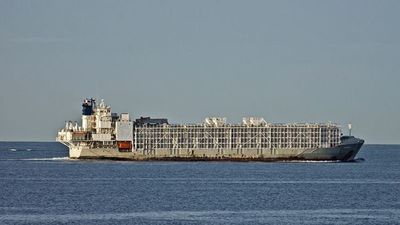 Barco neozelandés se hundió con 42 personas y 5.800 vacunos en costas de Japón