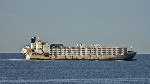 Barco neozelandés se hundió con 42 personas y 5.800 vacunos en costas de Japón