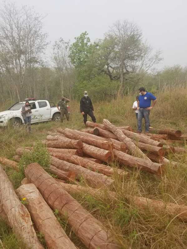 Fiscal investiga presunta tala ilegal de árboles en Concepción » Ñanduti