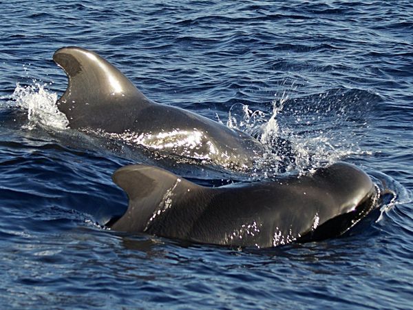 Descubren 275 ballenas varadas en una zona remota de Australia