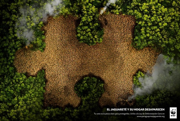 Paraguay más Jaguareté es la nueva campaña que pretende la extensión de Ley de Deforestación Cero | Lambaré Informativo
