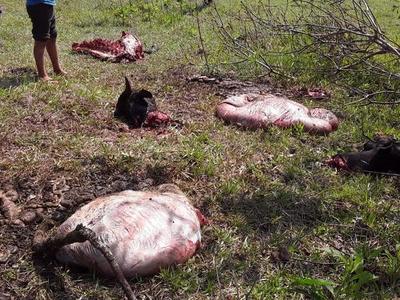 ABIGEOS PROPINAN UN DURO GOLPE A PRODUCTOR DE ITAPÚA POTY