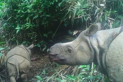 Dos cachorros de rinoceronte de Java, especie en extinción, avistados en parque indonesio - Ciencia - ABC Color