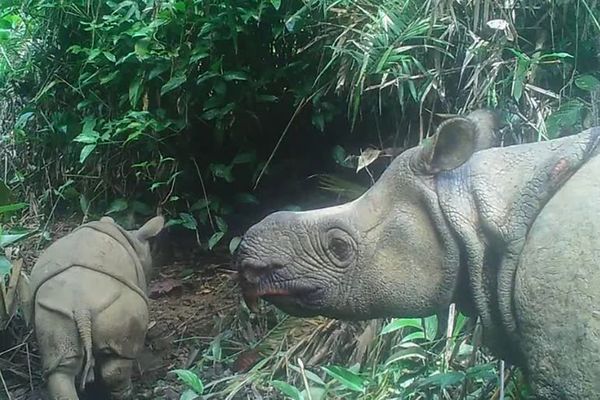 Dos cachorros de rinoceronte de Java, especie en extinción, avistados en parque indonesio - Ciencia - ABC Color