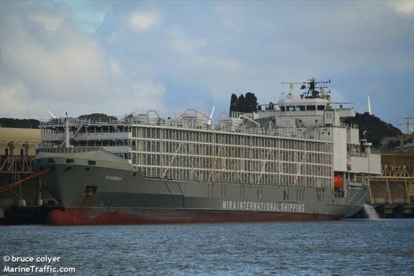 Barco neozelandés se hundió con 42 personas y 5.800 vacunos en costas de Japón