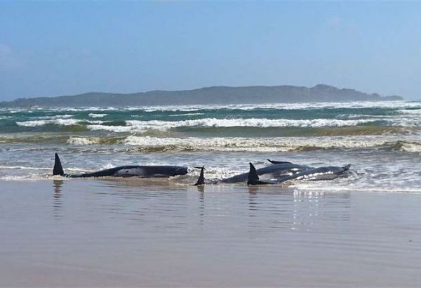 Hay cientos de ballenas varadas en el sur de Australia