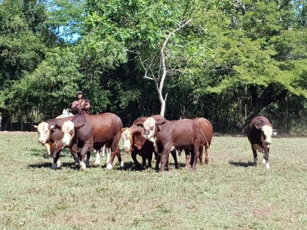 Codega remata “genética con muchos años de garantía” de Cabañas Integradas