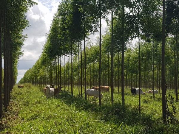 Paraguay podrá exportar madera exótica, anunció Infona - Nacionales - ABC Color