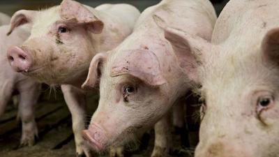 Productores de cerdo pierden US$ 750 mil por mes y exigen habilitación de Taiwán