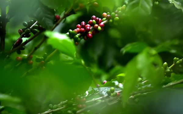 Establecen protocolos para evitar COVID-19 en fincas de café de Nicaragua - MarketData