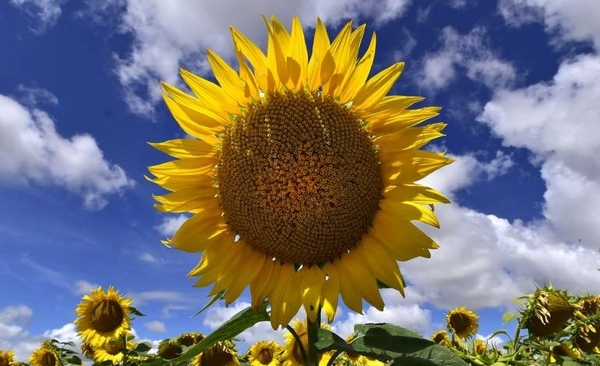 HOY / ¿Dónde y en qué momento del año podemos encontrar campos de girasoles en Paraguay?