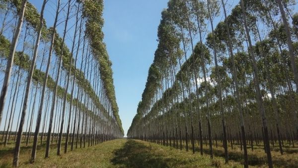 Se abre el mercado internacional para exportar madera de especies exóticas (no afectará a bosques nativos)