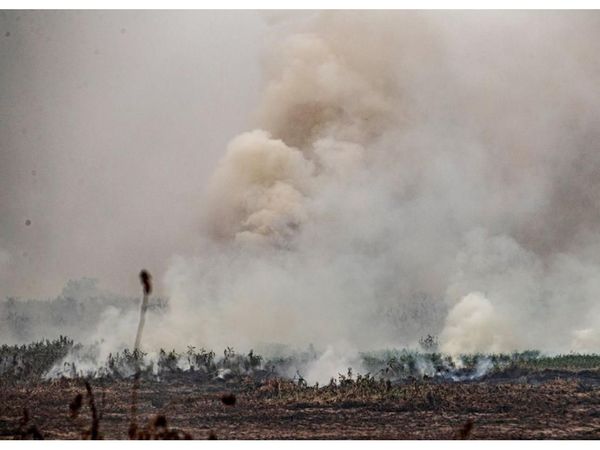 Piden refuerzos para combatir incendios en el Pantanal