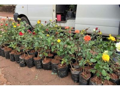 Desde Cordillera lleva flores a vender en Colonias Unidas