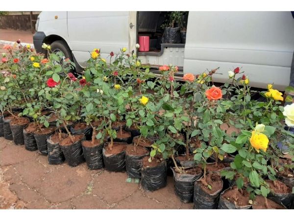 Desde Cordillera lleva flores a vender en Colonias Unidas