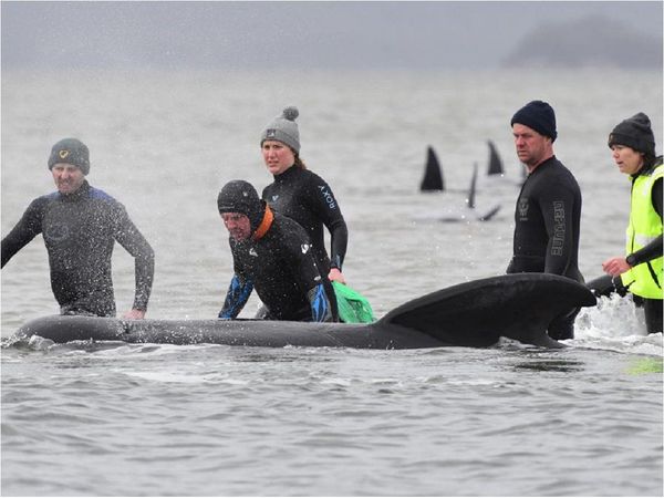 Mueren un tercio de las 270 ballenas varadas en Australia