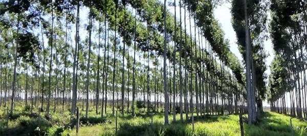 Paraguay podrá exportar madera de especies exóticas, sin afectar a bosques nativos