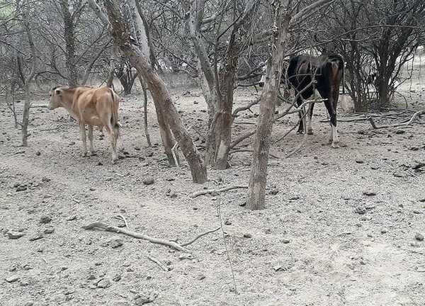 Pozo hondo enfrenta una preocupante sequia sin precedentes » Ñanduti