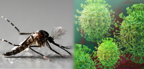 HOY / Estudio sugiere que el dengue podría dar cierta inmunidad contra Covid-19