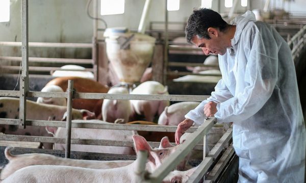 Producción porcina exige ingreso a Taiwán